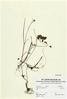 藏品(刻葉紫菫)的圖片